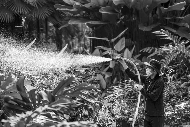 spray, sprayer, water, watering, plant, botanical garden, worker, gray-scale, black and white photo, nature, man, working. The pest control equipment brands owners buy twice