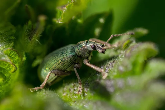 nettle, weevil, beetle, green, insect, pest, leaf, bug, crawl, nature, beetle, beetle, beetle, pest, pest, pest, pest, pest, bug. Packaging pest control services customers understand