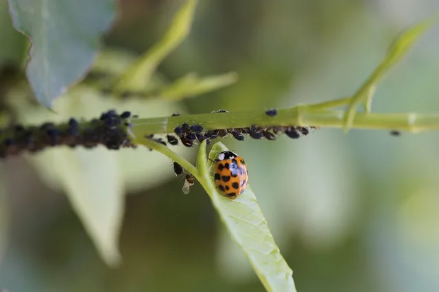 ladybug, asian ladybug, insect, lice, pest control, eating the enemy, lucky charm, aphids, environmental protection, natural reserve, environmentally friendly, pests, predator, carnivores, pest infestation, beetle, aphid infestation, pest control, pest control, aphids, aphids, aphids, aphids, aphids. Choosing where to open a pest control business