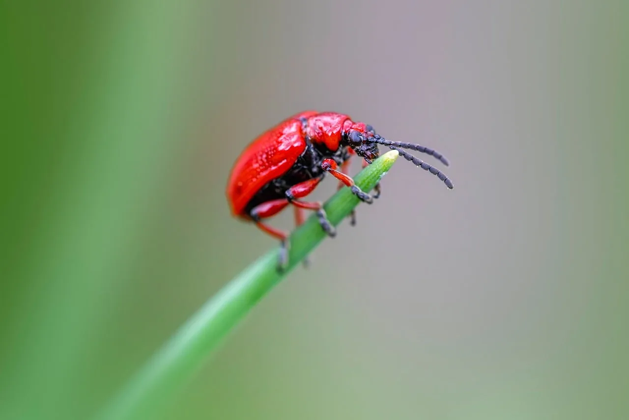 insects, beetle species, beetles, ecological role, garden care, garden pests, insect behavior, insect ecology, insect lifecycle, integrated pest management, invertebrates, lily leaf beetle, lily plant damage, natural pest control, ornamental plant pests, pest control, pest management, pest prevention, plant-eating insects. Choosing pest control software: what the platforms do and how to test one