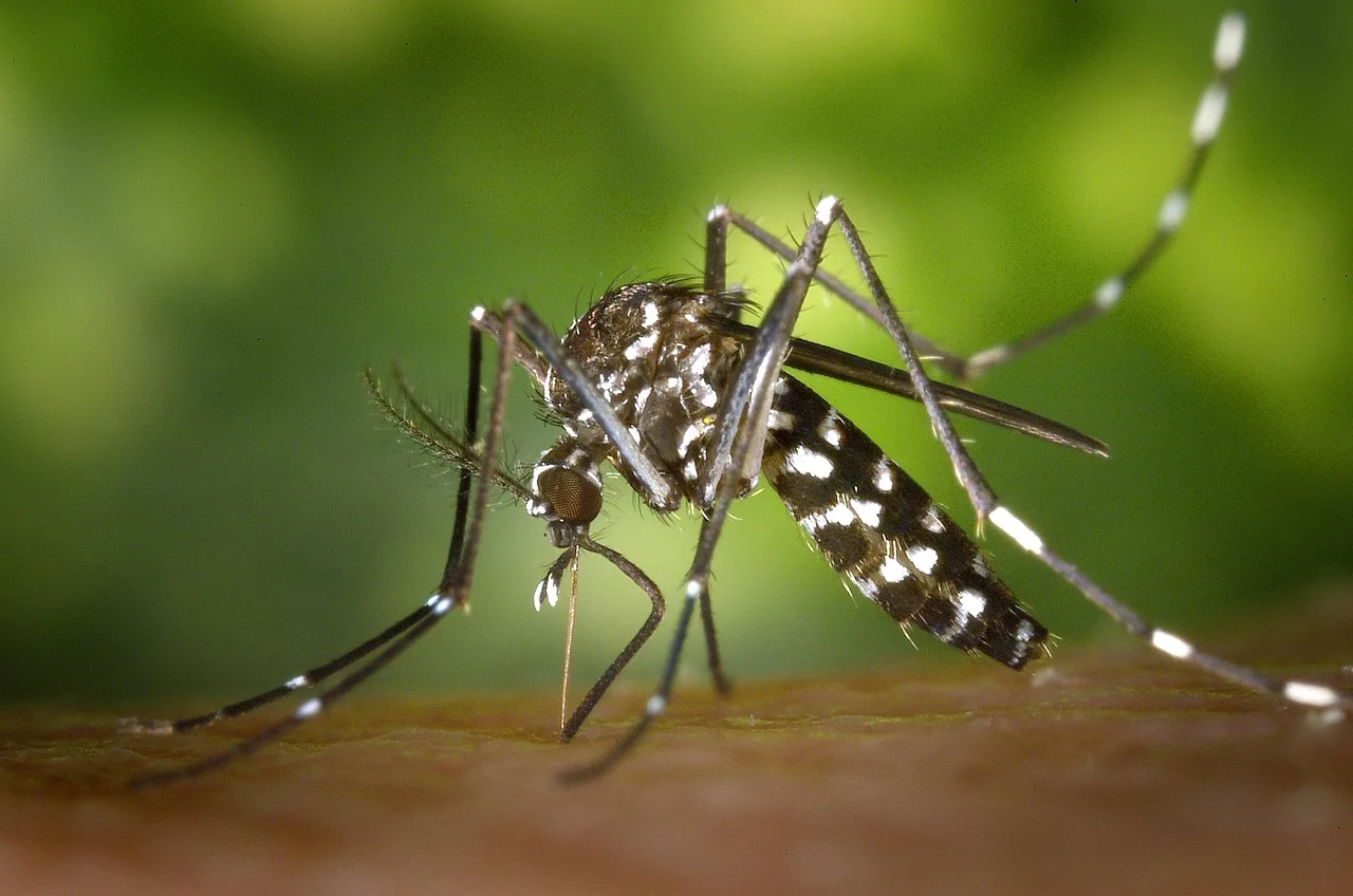 mosquito, insect, mosquito bite, blood sucker, blood sucking, tiger mosquito, forest mosquito, asian tiger mosquito, aedes albopictus, animal, nature, closeup. CDC vector control guidance and how US pest businesses use it