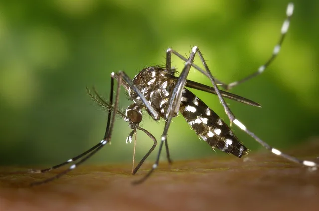 mosquito, insect, mosquito bite, blood sucker, blood sucking, tiger mosquito, forest mosquito, asian tiger mosquito, aedes albopictus, animal, nature, closeup. CDC vector control guidance and how US pest businesses use it