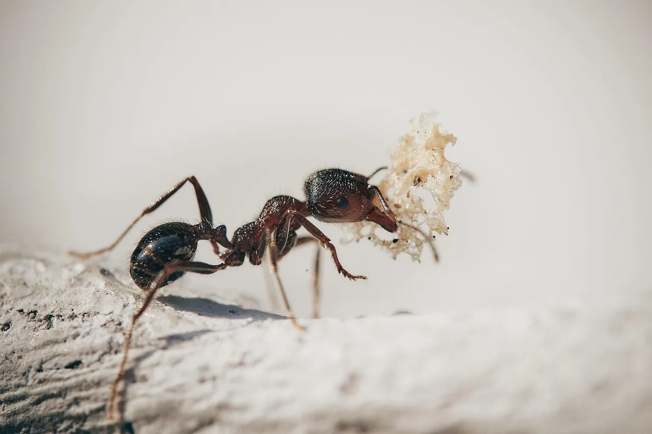 ants, macro, insects, nature, plants, ant, garden, antenna, worker, petals, ants, ants, ant, ant, ant, ant, ant. How Eco-Friendly Pest Treatment Plans Are Built in Seattle