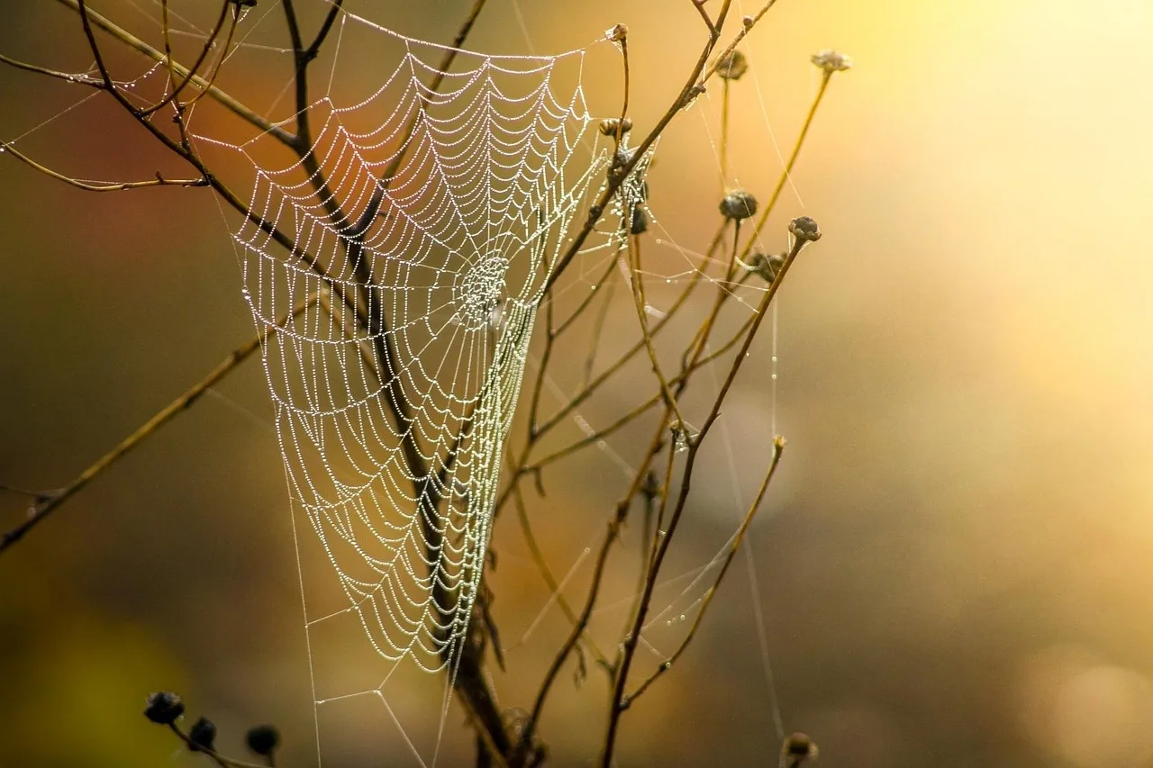 cobweb, dew, branches, twigs, web, spider web, silk, dewdrops, trap, nature, moist, web, web, spider web, spider web, spider web, spider web, spider web, trap, trap. How Houston and Phoenix climates shape exterminator treatment plans