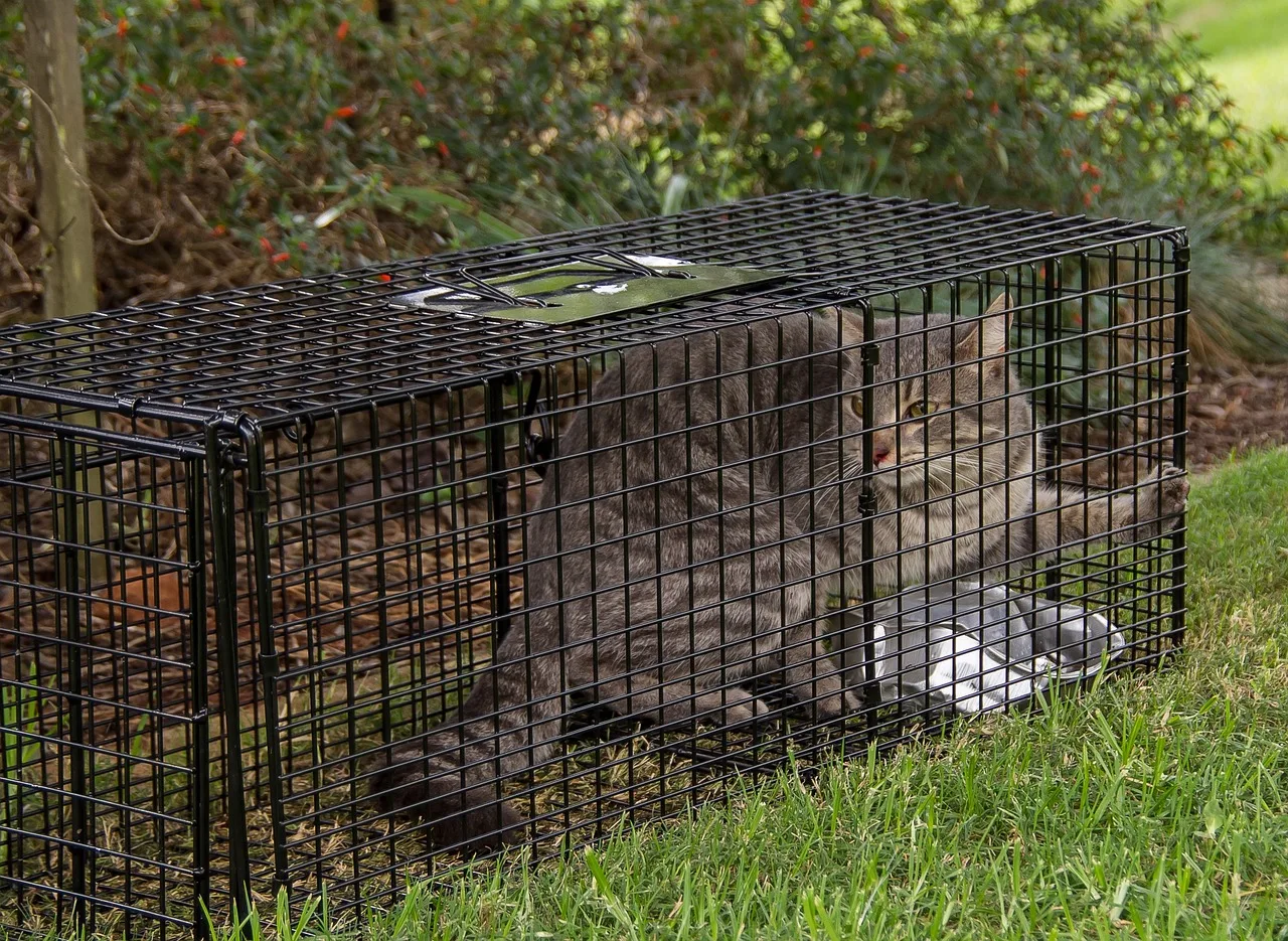 trap, cat, cat trap, feral, wild, pet, control, animal, pest. Why some pest control business owners get referrals and others do not