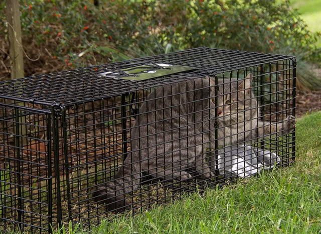 trap, cat, cat trap, feral, wild, pet, control, animal, pest. Why some pest control business owners get referrals and others do not