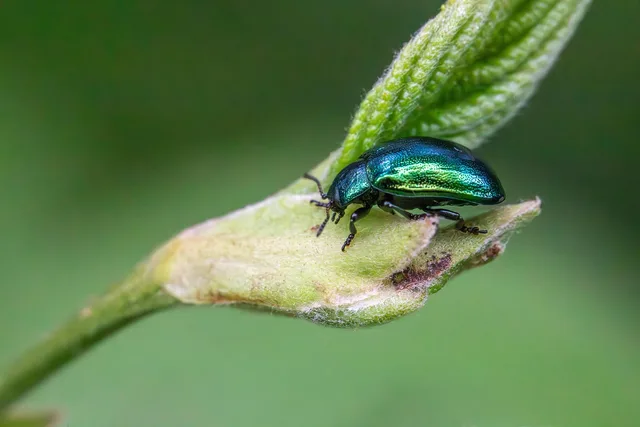 beetle, insect, bug, entomology, arthropod, biodiversity, coleoptera, insect ecology, insect morphology, insect taxonomy, integrated pest management, natural pest control, pest management, wildlife observation, closeup, macro. Pest control business hiring: the reliability test