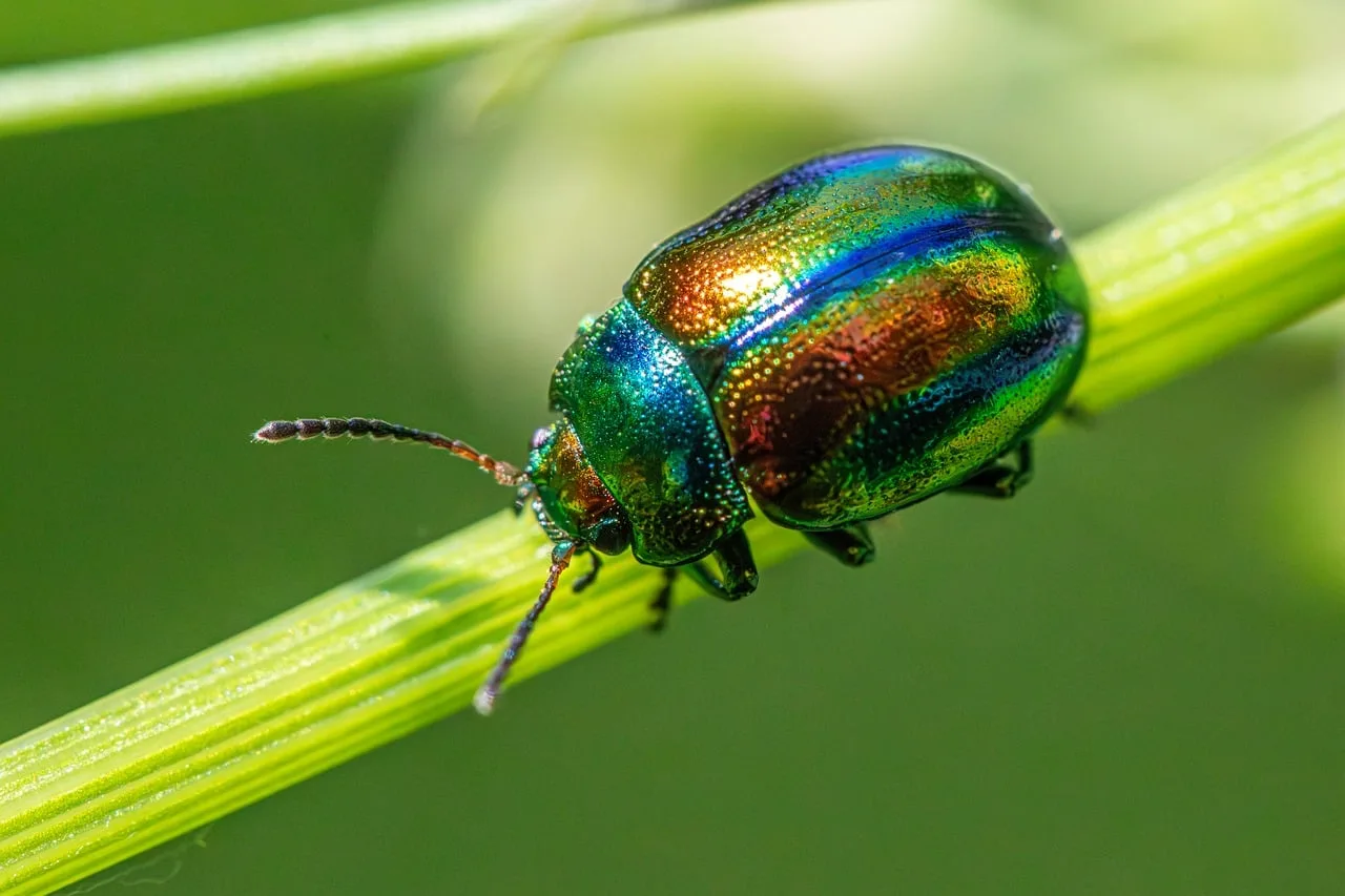 insects, beetle species, beetles, biological control, dead-nettle leaf beetle, garden pests, insect predators, insecticides, integrated pest management, macro, organic gardening, pest behavior, pest control strategies, pest lifecycle, pest management, pest monitoring, pest prevention, plant damage, plant-eating insects. Pest control services: which pricing approach fits which job