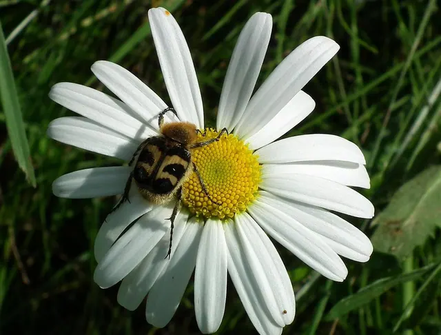 entomology, arthropods, beetles, biodiversity, coleoptera, ecological role, habitat preferences, insect behavior, insect ecology, insect morphology, insect taxonomy, insects, integ