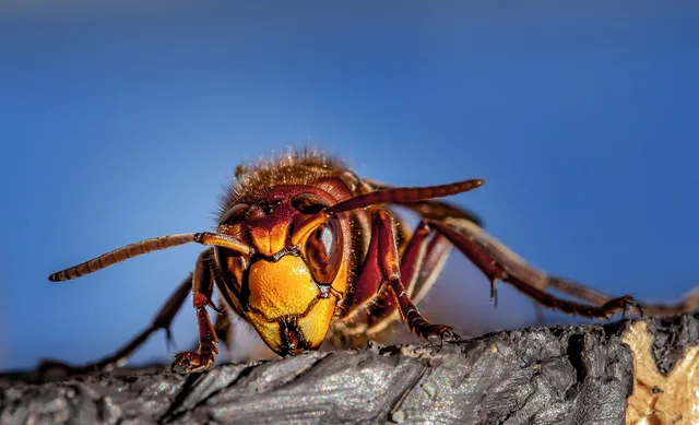 hornet, hornets, wasps, wasp, insects, insect, nature, macro, animal, wildlife, close up, sting, summer, pest control, compound eyes, hornet, hornet, hornet, hornet, wasp, wasp, wasp, pest control, pest control, pest control, pest control, pest control. How a pest control business plans its jobs