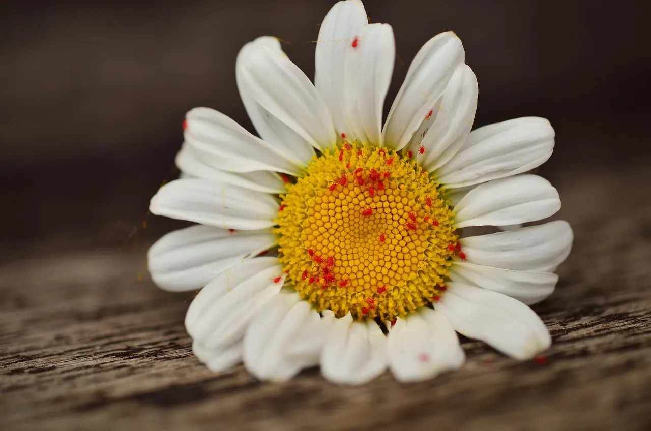 aphids, red aphids, pests, vermin, plant lice, red, marguerite, plant protection, pest control. Local SEO checklist for pest control companies