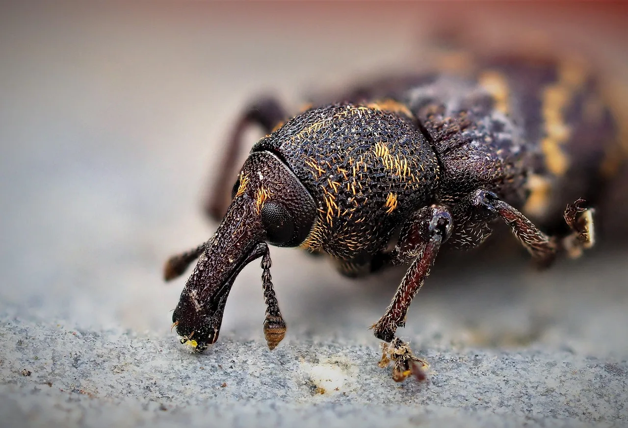 rüßelkäfer, beetle, insect, macro, nature, insects, animal, pest control, pest control, pest control, pest control, pest control, pest control. Pest control Google visibility checklist