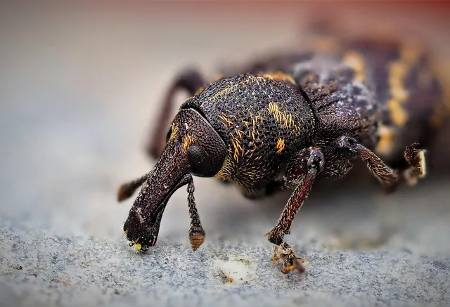 rüßelkäfer, beetle, insect, macro, nature, insects, animal, pest control, pest control, pest control, pest control, pest control, pest control. Pest control Google visibility checklist
