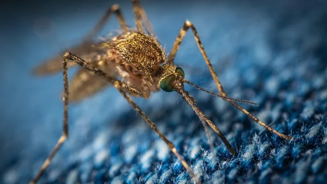 mosquito, insect, bloodsucker, macro, diptera, jeans, mosquito, mosquito, mosquito, mosquito, mosquito. Mosquito Treatment Plans Florida: What Drives the Cost