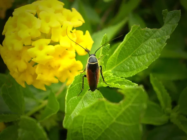 luis, water, aphid, aphids, nature, vermin, infection, tease, tree, bug, animal, pest control services