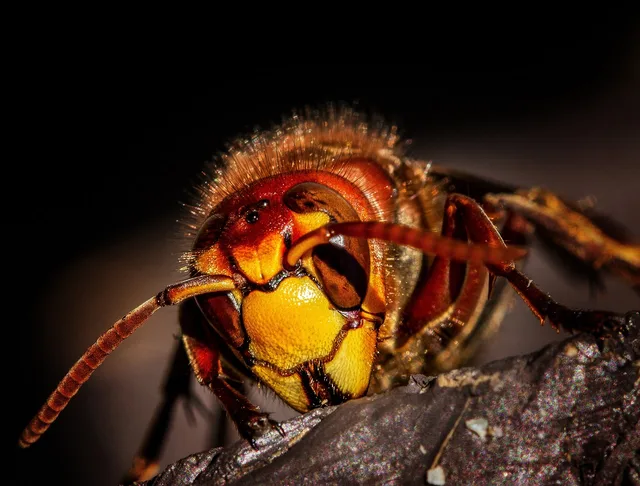 hornet, hornets, wasps, wasp, insects, insect, nature, macro, animal, wildlife, close up, sting, summer, pest control, compound eyes, pest control, pest control, pest control, pest control, pest control. OSHA Pest Control Requirements for California Technicians