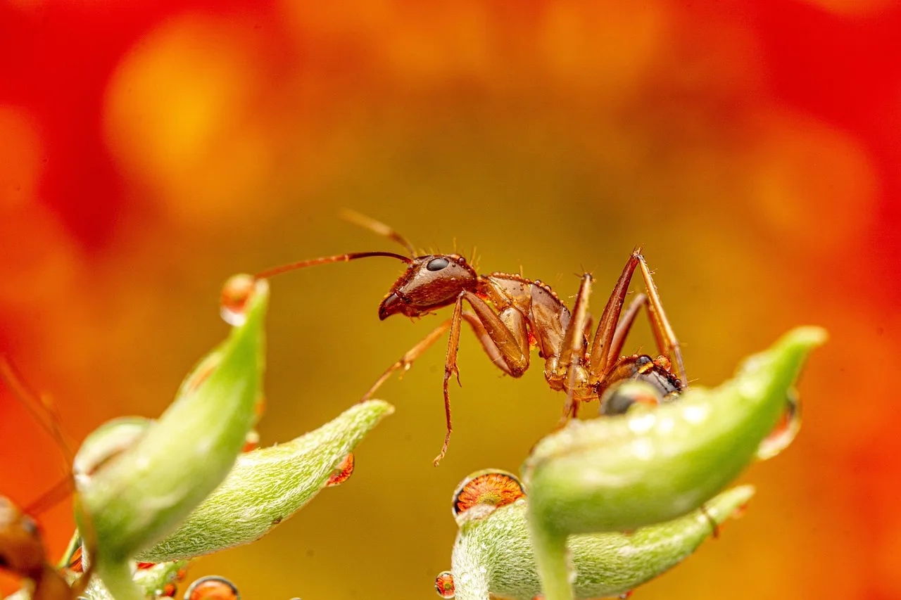 ant, insect, bug, plants, animal, wildlife, garden, nature. Pest Control Add-On Services to Upsell Without Sounding Pushy