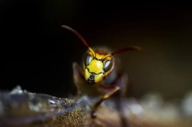 wasps, wasp, insects, insect, nature, macro, animal, wildlife, close up, sting, hornet, summer, pest control, compound eyes, pest control, pest control, pest control, pest control, pest control. Pest control business plan, section by section