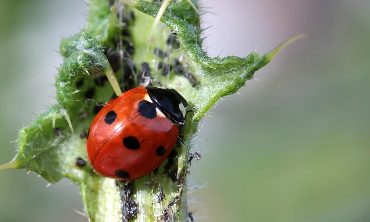 ladybug, beetle, coccinellidae, insect, nature, red, points, small, lucky charm, foraging, aphids, thistle, natural pest control, ladybug, ladybug, ladybug, ladybug, aphids, aphids, aphids, aphids, aphids. 3 IRS tax deductions US pest control owners miss each year