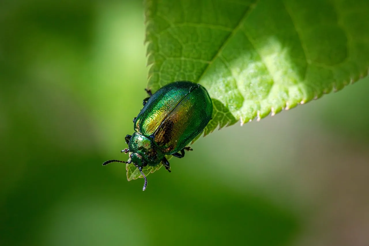 entomology, arthropods, beetles, biodiversity, coleoptera, ecological role, habitat preferences, insect behavior, insect ecology, insect morphology, insect taxonomy, insects, integrated pest management, leaf beetle, natural pest control, pest control strategies, pest management, wildlife observation. Pest control compliance checklist: transport, wildlife, ADA