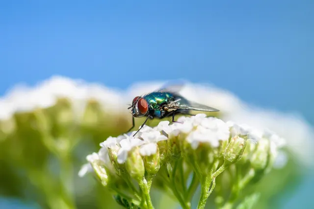 fly, insect, wing, pest control, macro, wildflower, compound eyes, sensor, nature, plant. Pest control business pre-launch rules and permits