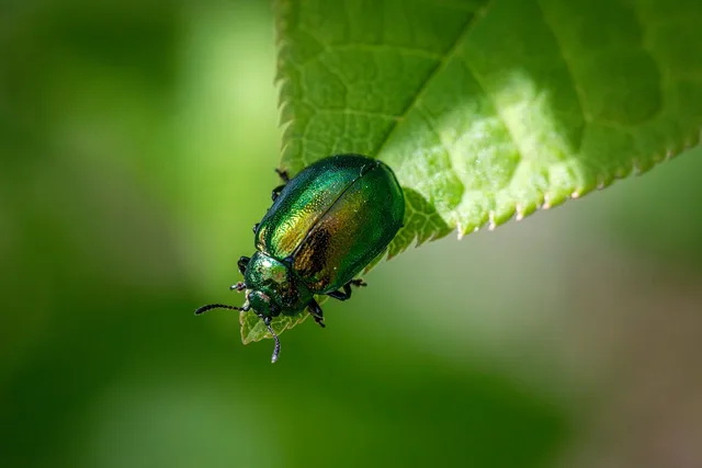 entomology, arthropods, beetles, biodiversity, coleoptera, ecological role, habitat preferences, insect behavior, insect ecology, insect morphology, insect taxonomy, insects, integrated pest management, leaf beetle, natural pest control, pest control strategies, pest management, wildlife observation. Pest control compliance checklist: transport, wildlife, ADA