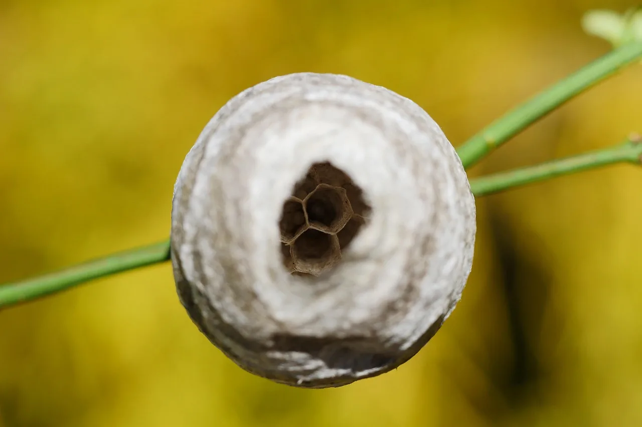 wasp, paper wasp, garden, animal, pollen, bee, pollination, insect, tree, pest control, insect repellent, pest, nature, plant, yellow, summer, sting, stinging, bug bite. Pest Control Customer Retention Strategies That Work Without Discounting