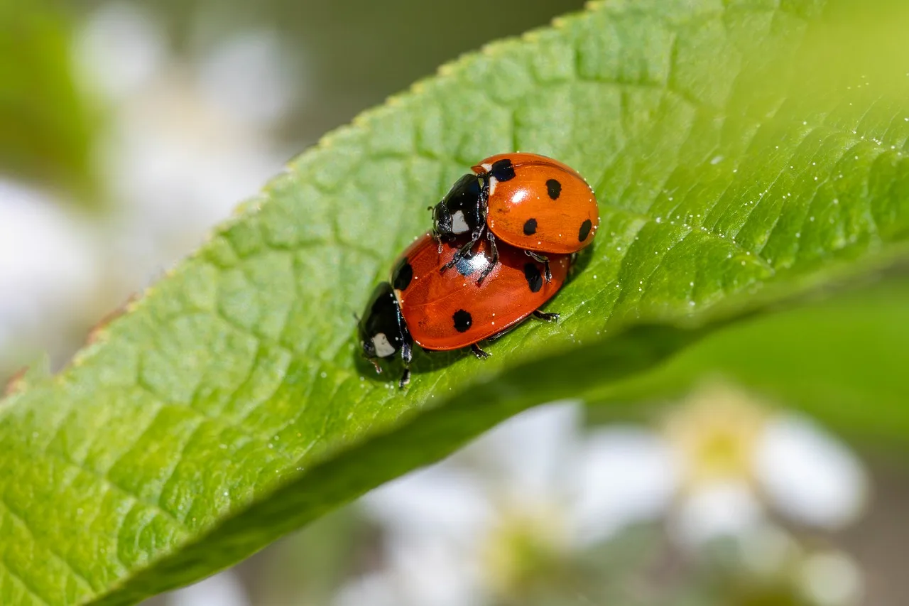 pest management, aphid predator, beetle morphology, biological control, garden insect, insect beneficial, insect pollinator, insect species, ladybug behavior, ladybug conservation, ladybug diet, ladybug ecology, ladybug habitat, ladybug identification, ladybug lifecycle, larval stage, natural predator, red beetle, seven-spotted ladybug. Pest control staff training: what the plan must cover
