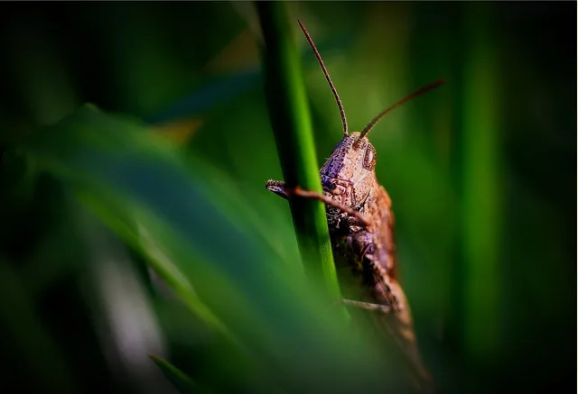 grasshopper, brown, insect, close up, nature, animal, hay horse, wildlife, macro, pest control, animal portrait, pest control, pest control, pest control, pest control, pest control. 3 points worth checking on pest control equipment