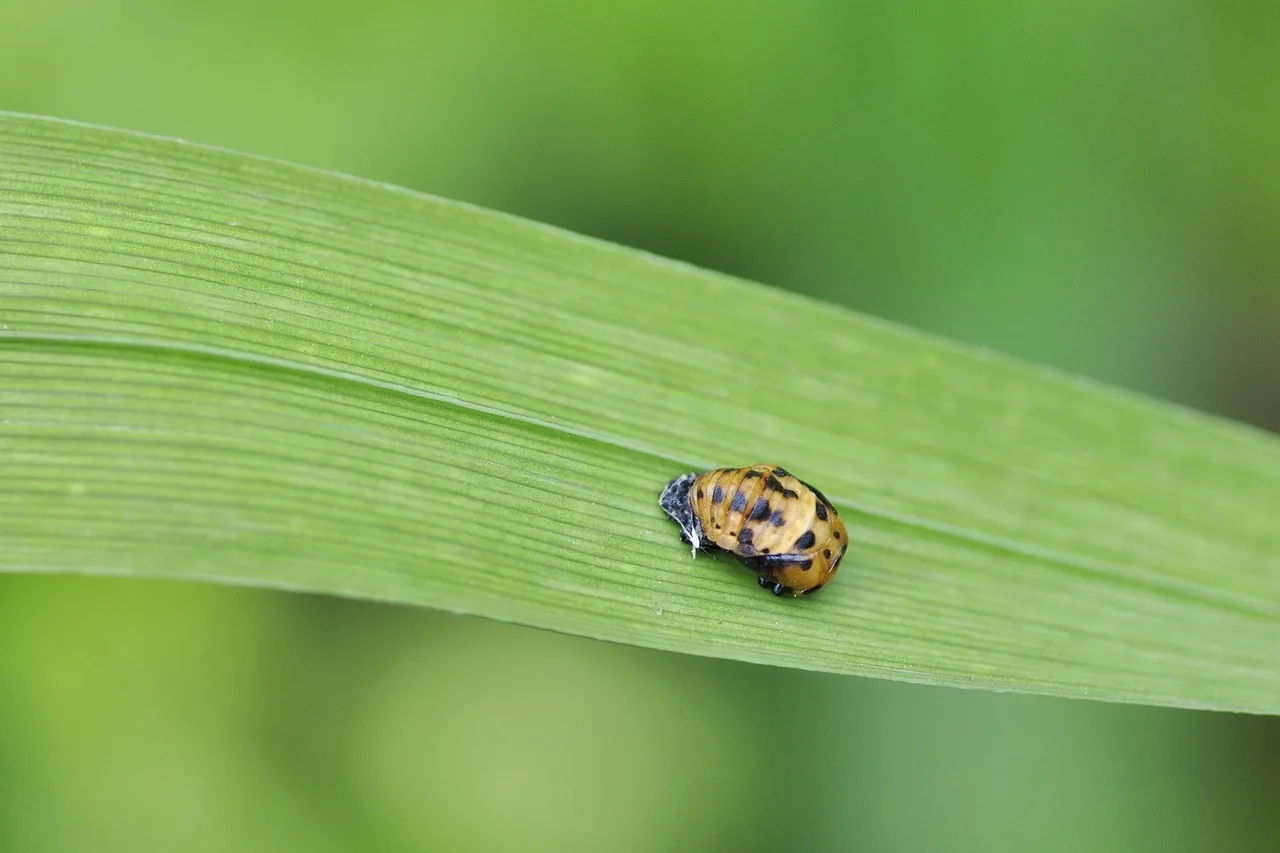 ladybug, puppet, asian, leaf, harmonia axyridis, coccinellidae, nature, biological pest control. Pest control expansion: match growth to your bottleneck