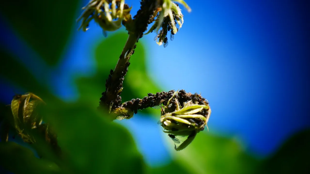 luis, water, aphid, aphids, vermin, infection, tease, nature, tree, bug, animal, pest control services. Pest Control Franchise vs Independent: Cost, Control, and Royalties