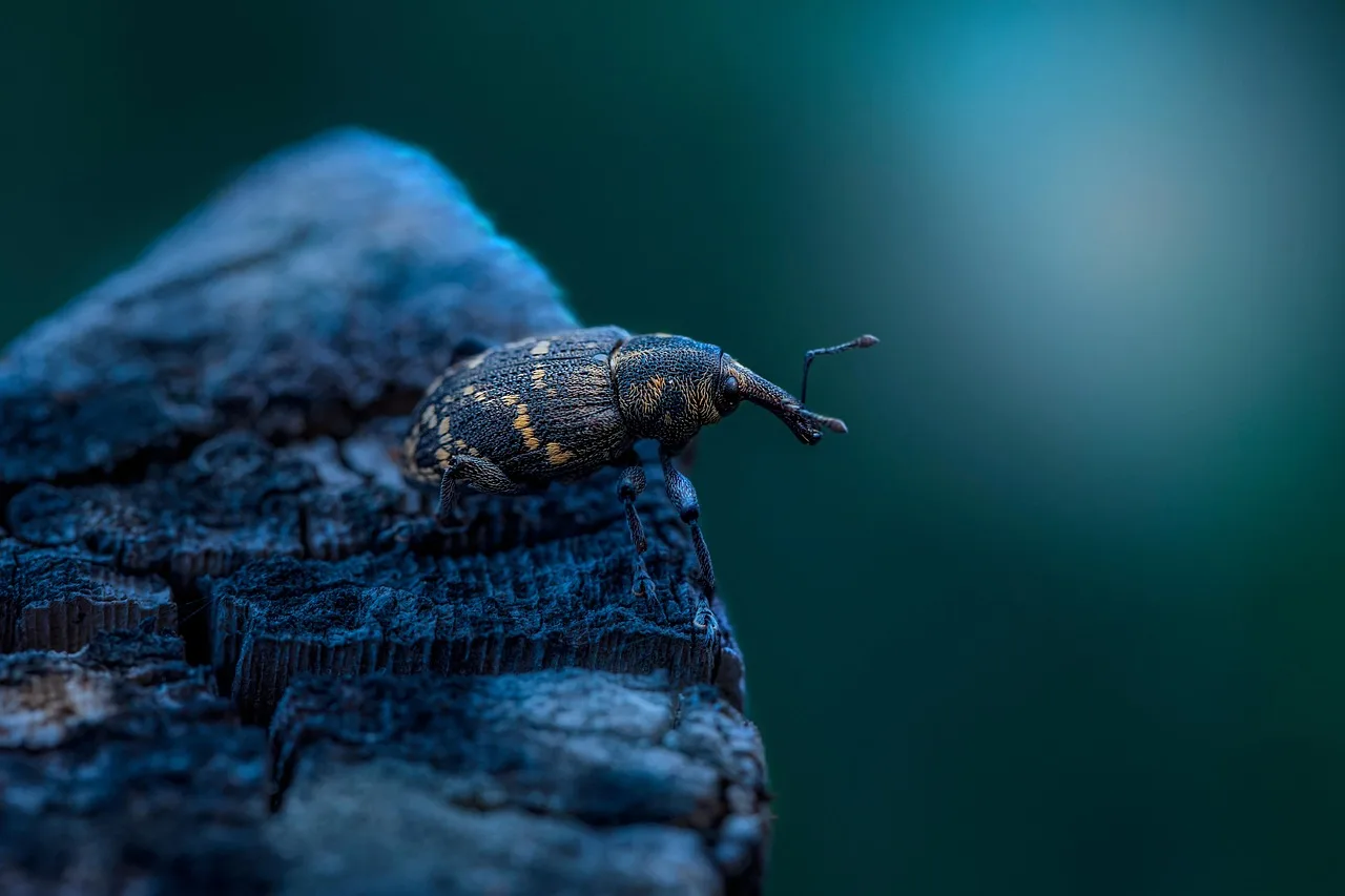 large pine weevil, beetle, insect, weevil, hylobius abietis, bug, parasite, nature, night, dark, macro, closeup, wildlife photography, beetle, beetle, beetle, beetle, insect, bug, bug, bug, bug, bug, parasite, parasite, night, dark, dark, dark, macro, wildlife photography. Pest control hiring: roles, screening and training