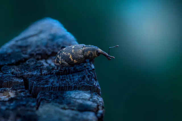 large pine weevil, beetle, insect, weevil, hylobius abietis, bug, parasite, nature, night, dark, macro, closeup, wildlife photography, beetle, beetle, beetle, beetle, insect, bug, bug, bug, bug, bug, parasite, parasite, night, dark, dark, dark, macro, wildlife photography. Pest control hiring: roles, screening and training
