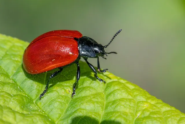 poplar leaf beetle, beetle, insect, chrysomela populi, bug, agricultural pest, biodiversity, ecology, integrated pest management, invertebrate, natural pest control, pest control,. Pest Control Insurance Cost in Canada: What Owners Pay