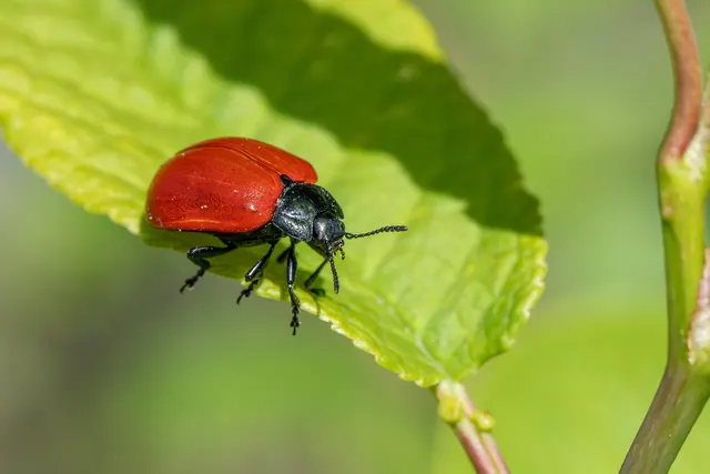 poplar leaf beetle, beetle, insect, chrysomela populi, bug, agricultural pest, biodiversity, ecology, integrated pest management, invertebrate, natural pest control, pest control,. Pest control KPIs owners should track monthly