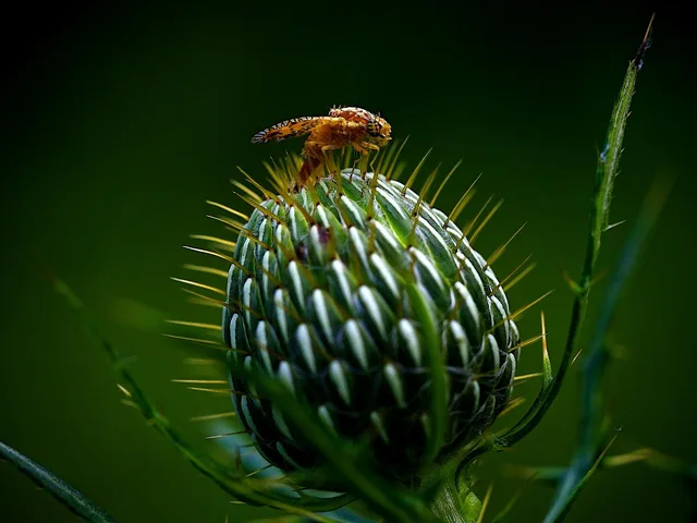 fruit fly, fly, thistle, pest, insect, plant, fauna, summer, garden, nature, closeup, macro. Pest control performance indicators worth a monthly review