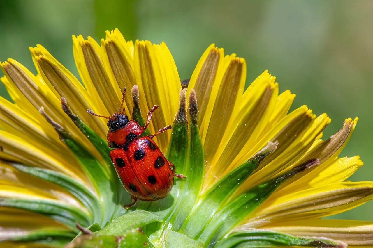 beetle, insect, bug, flower background, agricultural pest, biodiversity, ecology, nature, integrated pest management, invertebrate, natural pest control, pest control, beautiful fl. Pest Control Licence Requirements Ontario for New Businesses