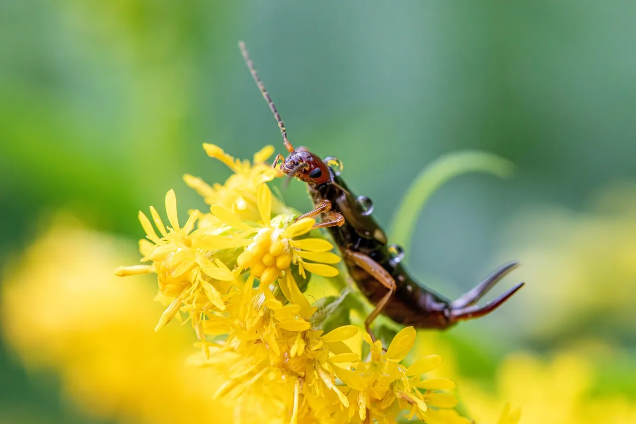 european earwig, insect, flower background, yellow, flowers, forficula auricularia, beautiful flowers, flower wallpaper, pest control, morphology, ecology, nature, insect predation, garden pest, crop damage, species, close up. Pest control licensing in Texas, Florida, Louisiana: who holds what