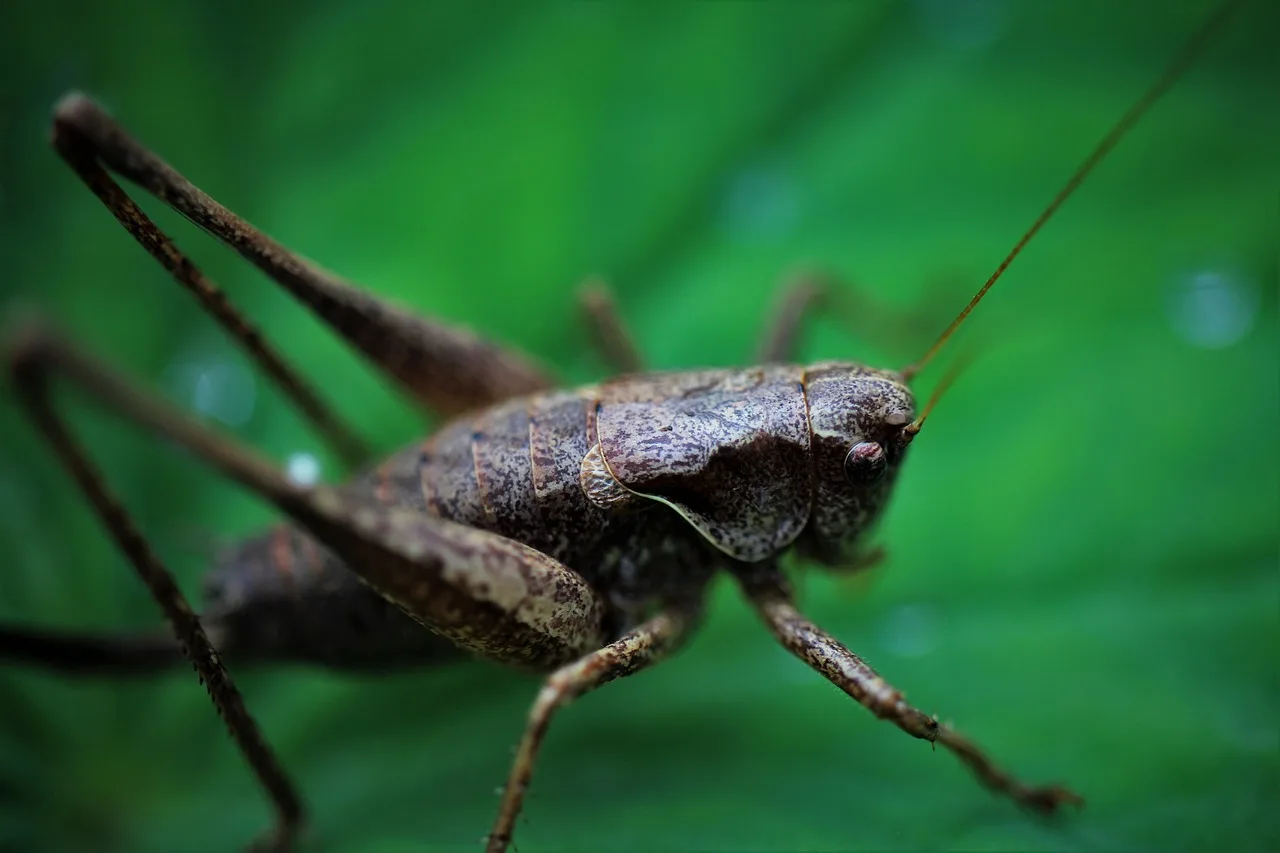 grasshopper, insect, beetle, animal, nature, macro, close up, hay horse, grill, flying, insects, pest control, animal portrait, pest control, pest control, pest control, pest control, pest control. Pest Control Marketing for Licensed Businesses