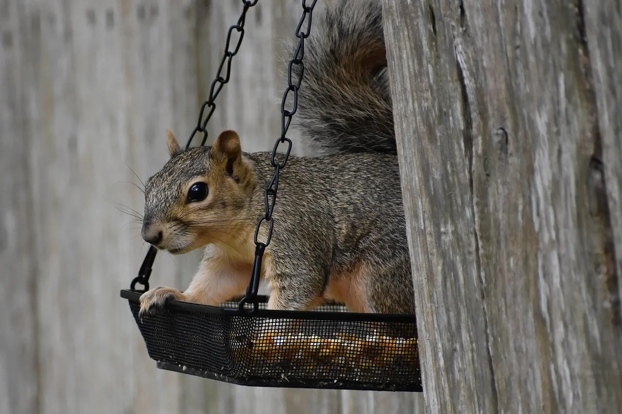 squirrel, rodent, mammal, animal, wildlife, feeding, looking, nature, squirrel, squirrel, squirrel, squirrel, squirrel, rodent, mammal, mammal, mammal, animal, animal, wildlife, looking. Pest Control Off-Season Revenue Ideas That Keep Technicians Busy