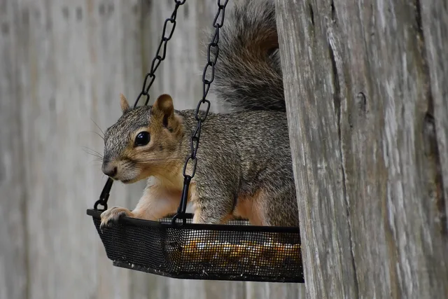 squirrel, rodent, mammal, animal, wildlife, feeding, looking, nature, squirrel, squirrel, squirrel, squirrel, squirrel, rodent, mammal, mammal, mammal, animal, animal, wildlife, looking. Pest Control Off-Season Revenue Ideas That Keep Technicians Busy