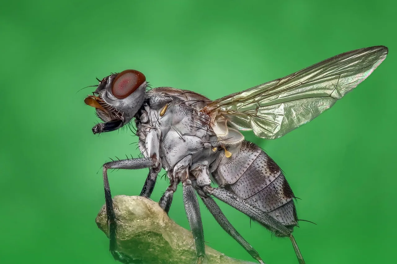 housefly, insect, animal, wings, fly, pest, wildlife, nature, macro, closeup, housefly, housefly, fly, fly, fly, fly, fly. The working rhythm of a pest control business