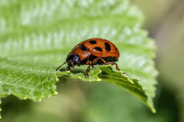 beetle, insect, bug, agricultural pest, biodiversity, ecology, integrated pest management, invertebrate, natural pest control, pest control, pest management, plant-eating insect, p. Pest control pay rates and labor costs in 2027