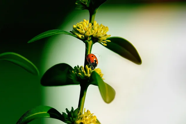 ladybug, insect, boxwood, nature, lucky charm, points, blossom, bloom, abstract, spring, pest control, shrub, colour, leaves, pollen. The labour bill in a pest control business for 2027