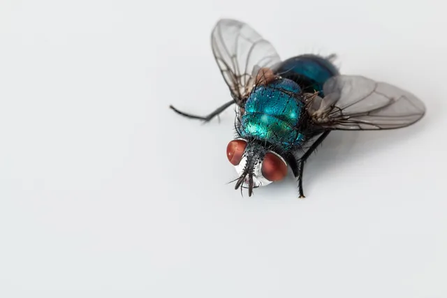 blowfly, blue bottle fly, insect, pest, bug, ugly, blow-fly, winged, bluebottle, greenbottle, calliphoridae, carrion-fly, cluster fly, gross, nuisance, blowfly, bug, bug, bug, bug, bug, ugly, ugly, ugly, gross. Pest control estimates, capacity limits and discount rules
