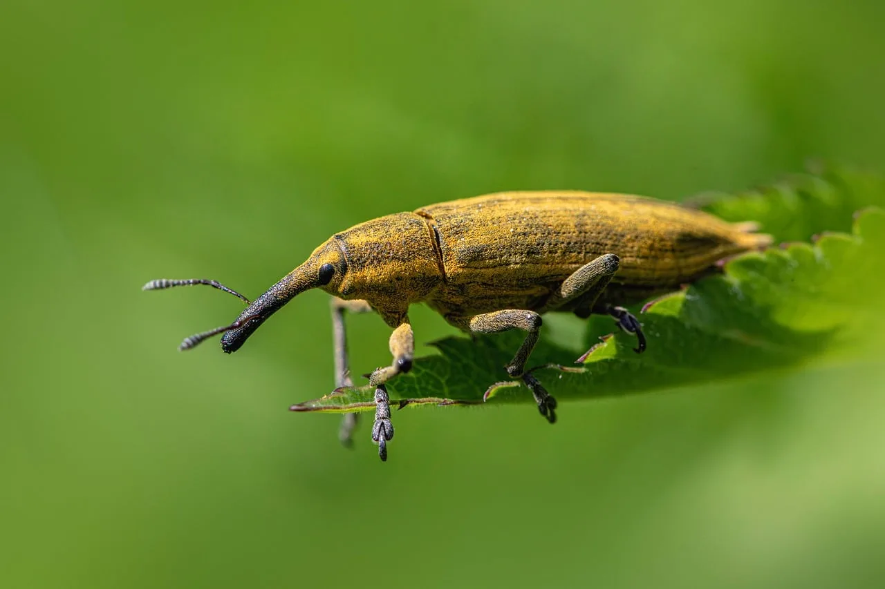 nature, weevil, light green, macro, insect, leaf, outdoors, pest, green, beetle, small, bug, spring, summer, antenna, garden, yellow, detail, formal garden, environment. The break-even point for a pest control business, and how to reach it sooner