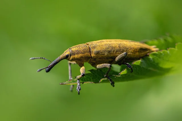 nature, weevil, light green, macro, insect, leaf, outdoors, pest, green, beetle, small, bug, spring, summer, antenna, garden, yellow, detail, formal garden, environment. The break-even point for a pest control business, and how to reach it sooner