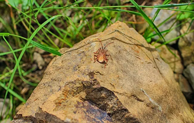 beetle, stone, insect, nature, garden, brown, lucky bug, pest control, animal portrait, pest control, pest control, pest control, pest control, pest control. Quoting a pest control business job: template and real numbers
