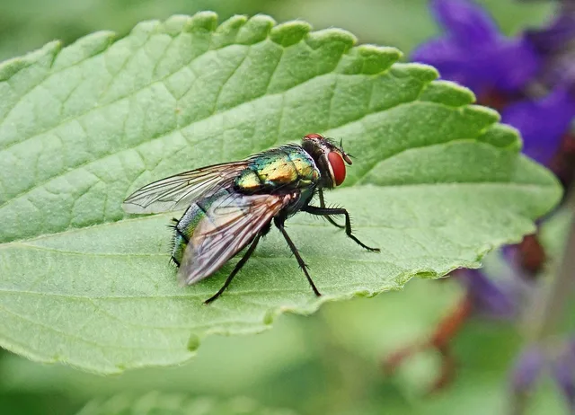 fly, insect, pest, colorful, wildlife, leaf, garden, nature, fly, fly, fly, fly, fly, pest. Quoting a pest control business job: template and real numbers