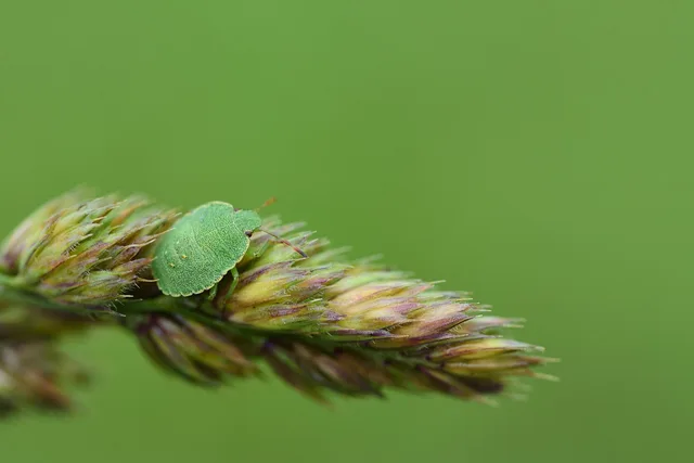 green, insect, grass, beetle, pest control, plant, nature, close up, small, blade of grass, bug, in the free, pest control, pest control, pest control, pest control, pest control. How to Use Pest Control Route Density to Plan Better Days